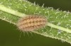 Jordanita notata: Half-grown larva in autumn (e.o. rearing, Sicily, San Vito lo Capo, oviposition in late April 2023) [S]