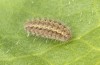 Jordanita notata: Half-grown larva in autumn (e.o. rearing, Sicily, San Vito lo Capo, oviposition in late April 2023) [S]