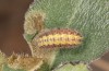 Jordanita notata: Larva (e.l. N-Spain, Lleida, Àger, larva found in early April 2023) [S]