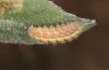 Jordanita notata: Larva (e.l. N-Spain, Lleida, Àger, larva found in early April 2023) [S]