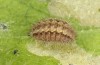 Jordanita notata: Half-grown larva in early spring (e.o. rearing, Sicily, San Vito lo Capo, oviposition in late April 2023) [S]