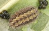 Jordanita notata: Half-grown larva in early spring (e.o. rearing, Sicily, San Vito lo Capo, oviposition in late April 2023) [S]