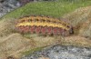 Jordanita notata: Larva (e.l. N-Spain, Lleida, Àger, larva found in early April 2023) [S]