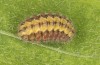Jordanita notata: Larva (e.l. N-Spain, Lleida, Àger, larva found in early April 2023) [S]