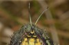 Jordanita notata: Female (e.l. rearing, central Spain, Avila, larva in late March 2022) [S]
