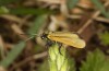 Jordanita notata: Female (e.l. rearing, central Spain, Avila, larva in late March 2022) [S]