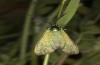 Jordanita notata: Male (Spain, Madrid, Aranjuez, early May 2022) [N]