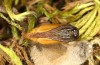 Jordanita notata: Pupa, partially developed (e.l. N-Spain, Lleida, Àger, larva found in early April 2023) [S]