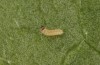 Jordanita notata: Larva in the first instar (e.o. rearing, Sicily, San Vito lo Capo, oviposition in late April 2023) [S]