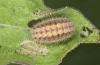 Jordanita notata: Half-grown larva in early spring (e.o. rearing, Sicily, San Vito lo Capo, oviposition in late April 2023) [S]