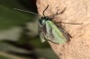 Jordanita notata: Female (e.l. rearing, N-Greece, Siatista, larva in early April 2022) [S]