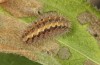 Jordanita notata: Larva (e.o. rearing, Sicily, San Vito lo Capo, oviposition in late April 2023) [S]