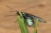 Jordanita notata: Female (e.l. rearing, N-Greece, Siatista, larva in early April 2022) [S]