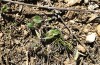 Jordanita notata: Larval habitat (N-Spain, Àger, early April 2023) [N]