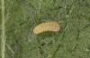 Jordanita notata: Larva in the first instar (e.o. rearing, Sicily, San Vito lo Capo, oviposition in late April 2023) [S]