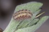 Jordanita notata: Half-grown larva (N-Spain, Lleida, Àger, early April 2023) [S]