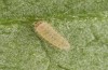 Jordanita notata: Larva in the second instar (e.o. rearing, Sicily, San Vito lo Capo, oviposition in late April 2023) [S]