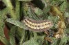 Jordanita notata: Larva (e.l. central Spain, Avila, larvae found in late March 2022) [S]