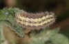 Jordanita notata: Larva (e.l. central Spain, Avila, larvae found in late March 2022) [S]
