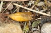 Jordanita notata: Pupa (e.l. Greece, Samos, Moni Vronda, larva in early April 2022) [S]