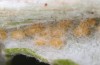 Jordanita notata: Eggs (Sicily, San Vito lo Capo, late April 2023) [S]