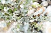 Jordanita notata: Larval habitat with feeding scars (Greece, Samos, Moni Vronda, early April 2022) [N]