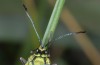 Jordanita notata: Female (Crete, southern coast, 02. May 2013) [N]
