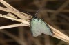 Jordanita notata: Male (e.l. Greece, Samos island, Moni Vronda, larva in early April 2022) [S]