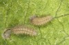 Jordanita notata: Larva in the third instar (e.o. rearing, Sicily, San Vito lo Capo, oviposition in late April 2023) [S]