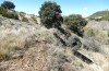 Jordanita notata: Larval habitat (N-Spain, Àger, early April 2023) [N]