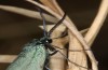 Jordanita notata: Male (e.l. Greece, Samos island, Moni Vronda, larva in early April 2022) [S]