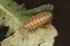 Jordanita notata: Half-grown larva (N-Spain, Lleida, Àger, early April 2023) [S]