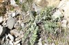 Jordanita notata: Larval habitat (N-Greece, Siatista, early April 2022) [N]