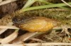 Jordanita notata: Pupa (e.l. Spain, Avila, larva in late March 2022) [S]