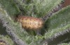 Jordanita notata: Half-grown larva (N-Spain, Lleida, Àger, early April 2023) [S]