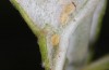 Jordanita notata: Eggs (Sicily, San Vito lo Capo, late April 2023) [S]