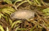 Jordanita notata: Cocoon (e.l. N-Spain, Lleida, Àger, larva found in early April 2023) [S]