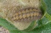 Jordanita notata: Larva (e.l. rearing, SW-Germany, Baaralb, Blumberg, larva in mid-April 2009) [S]