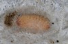 Adscita obscura: Larva aestivating in a special instar in a cocoon (e.o. rearing, Greece, Lesbos island, oviposition on 24. May 2022, late July 2022) [S]