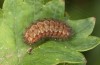 Adscita obscura: Larva in autumn (e.o. rearing, Greece, Lesbos island, oviposition on 24. May 2022) [S]