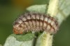 Adscita obscura: Larva in autumn (e.o. rearing, Greece, Lesbos island, oviposition on 24. May 2022) [S]