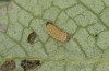 Adscita obscura: Larva L1 (e.o. rearing, Greece, Lesbos island, oviposition on 24. May 2022) [S]