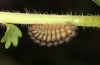 Adscita obscura: Larva in the end of winter/in early spring (e.o. rearing, Greece, Lesbos island, oviposition on 24. May 2022) [S]