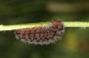 Adscita obscura: Larva in the end of winter/in early spring (e.o. rearing, Greece, Lesbos island, oviposition on 24. May 2022) [S]