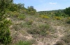 Zygaena occitanica: Habitat in der Provence zur Raupenzeit im Mai [N]