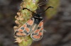 Zygaena orana: Männchen, Sardinien, Sinis-Süd, 12.05.2012 [N]