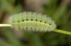 Zygaena orana: Larva in last instar (e.l. Sardinia 2012) [S]