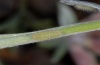 Zygaena orana: Young larva (Sardinia, Sinis, 12/05/2012) [M]