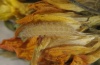 Zygaena orana: Larva in summer diapause [S]