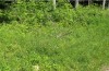 Zygaena osterodensis: Habitat with Lathyrus flowers (S-Germany, eastern Swabian Alb, district of Heidenheim, 14. June 2009) [N]